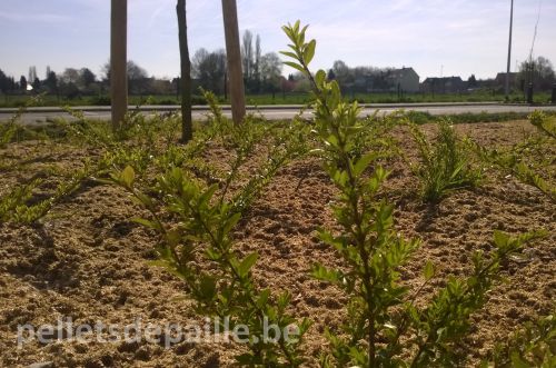 pellets-de-paille-plantation-publique