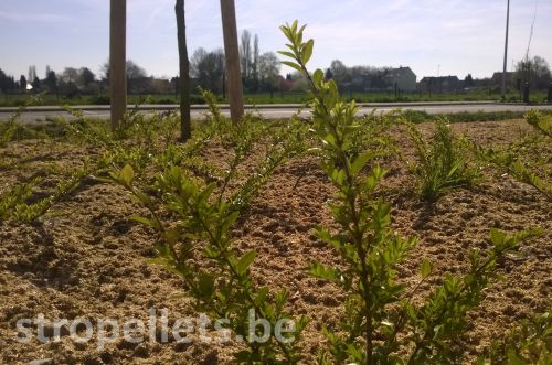 stropellets-openbare-aanplanting