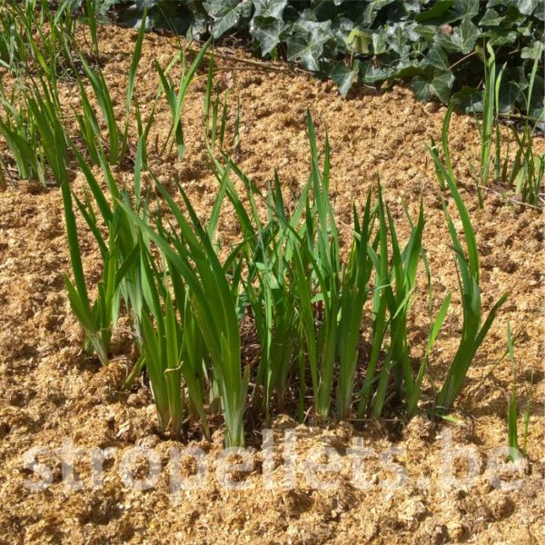 stropellets tuin